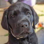Black puppy Nick