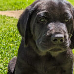 Puppy Mac sitting on grass