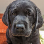 Puppy Ojo looking towards camera