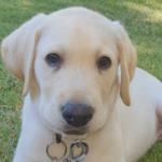 Yellow puppy looking at camera