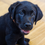 Black puppy looking at the camera