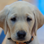 Yellow puppy looking at the camera