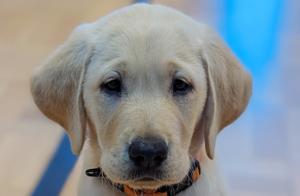 Yellow puppy looking at the camera