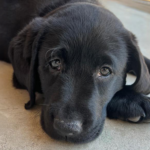 Black puppy looking at the camera