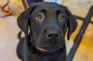 Black Puppy looking at the camera