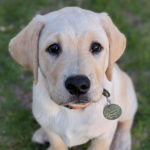 Yellow puppy looking at the camera