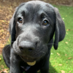 Black puppy looking to the righ