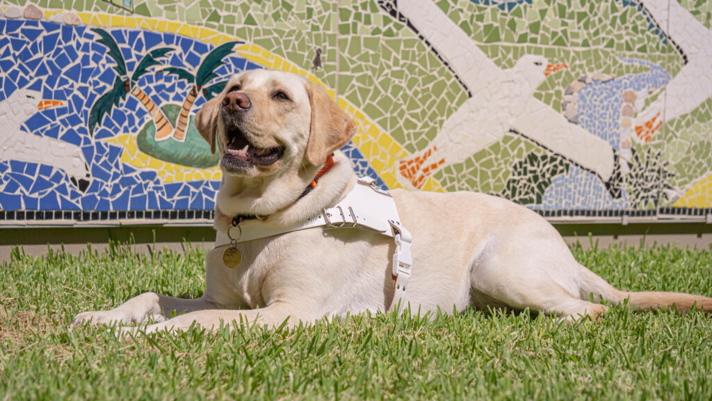 Guide Dog Elsa