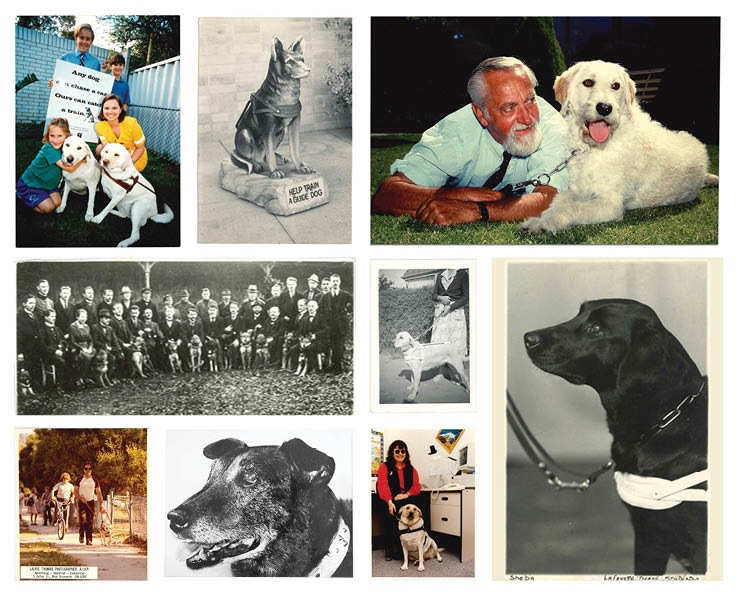 Guide Dogs Photo Collage 01