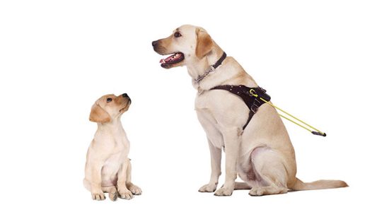Yellow labrador puppy looks up to yellow labrador dog in Guide Dog training harness
